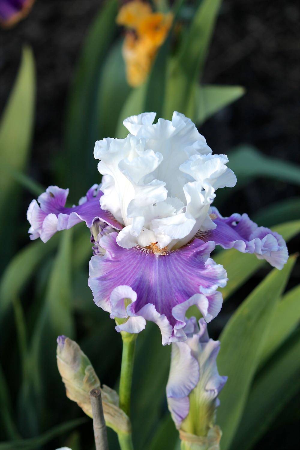 Photo of Tall Bearded Iris (Iris 'Pamper Me') uploaded by ARUBA1334