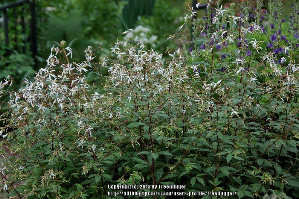 Photo of Bowman's Root (Gillenia trifoliata) uploaded by treehugger