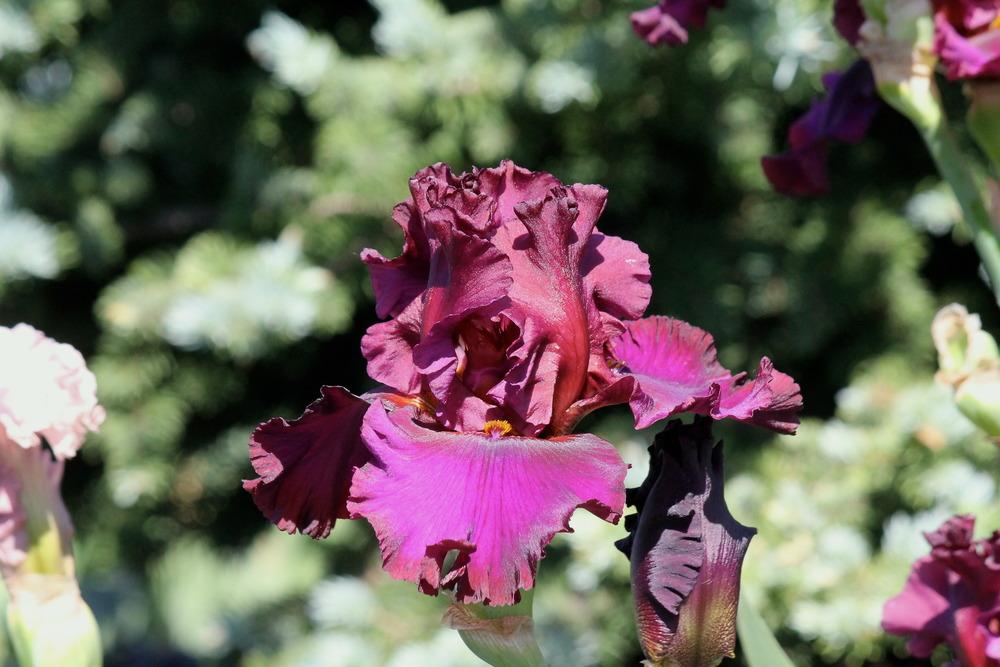 Photo of Tall Bearded Iris (Iris 'Red Handed') uploaded by ARUBA1334