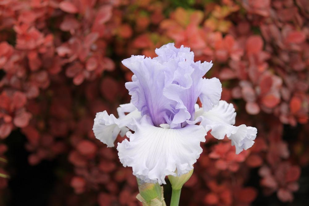 Photo of Tall Bearded Iris (Iris 'Classicana') uploaded by ARUBA1334