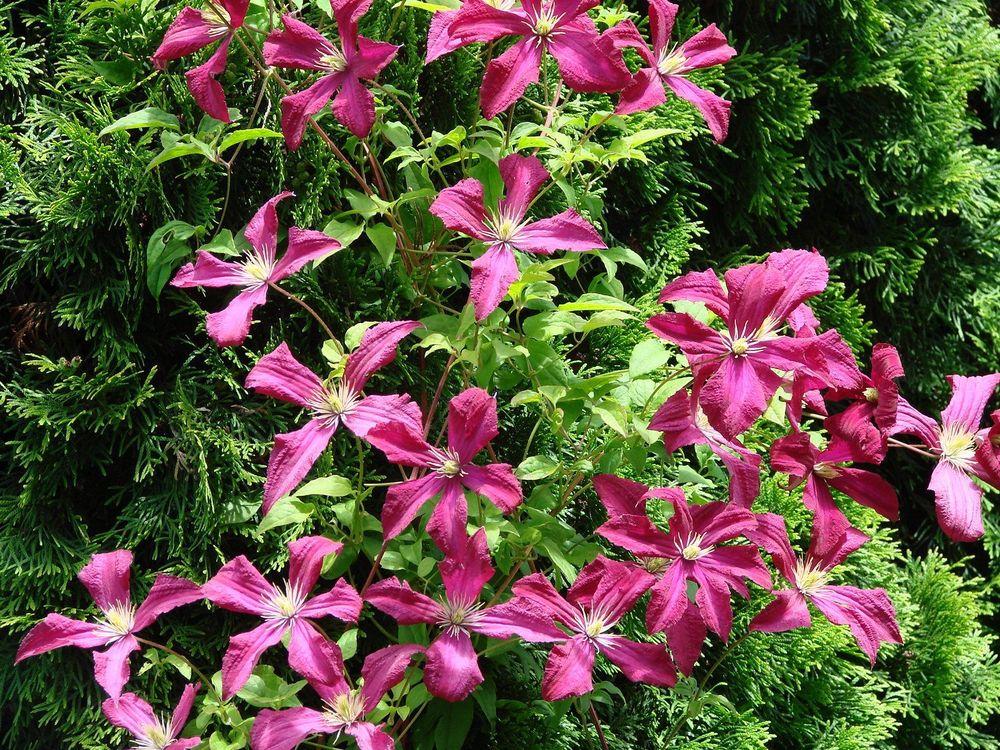 Photo of Clematis (Clematis viticella 'Madame Julia Correvon') uploaded by Joy