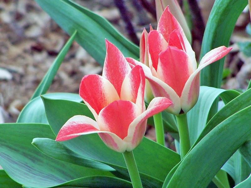 Photo of Tulip (Tulipa greigii 'Pinocchio') uploaded by TBGDN