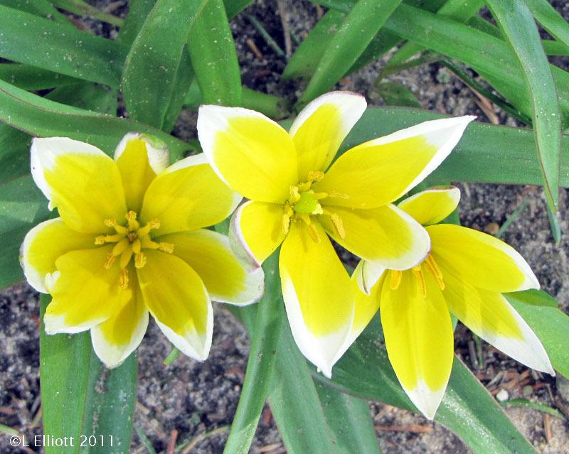 Photo of Tarda Tulip (Tulipa urumiensis) uploaded by TBGDN