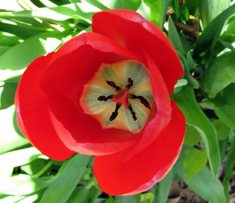 Photo of Tulips (Tulipa) uploaded by TBGDN