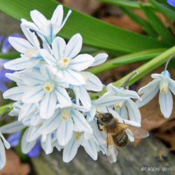 Location: My Gardens
Date: April 5, 2010
General View With #Bee #Pollination