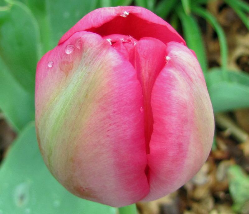 Photo of Tulips (Tulipa) uploaded by TBGDN