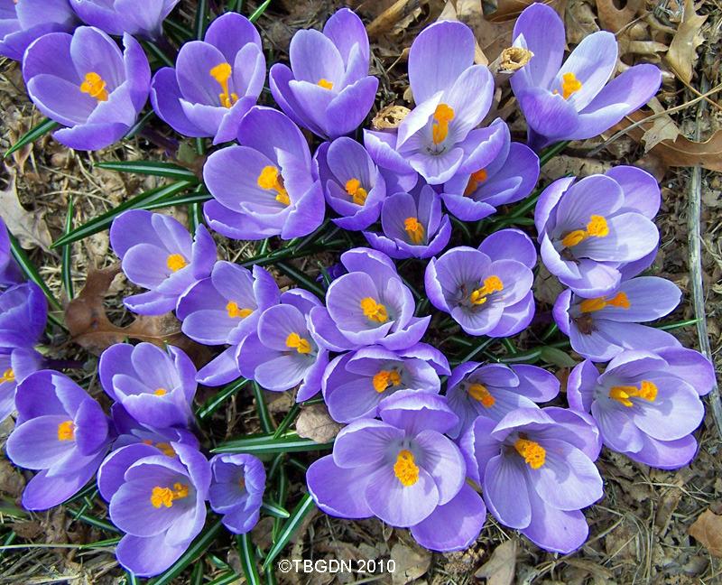 Photo of Crocus uploaded by TBGDN