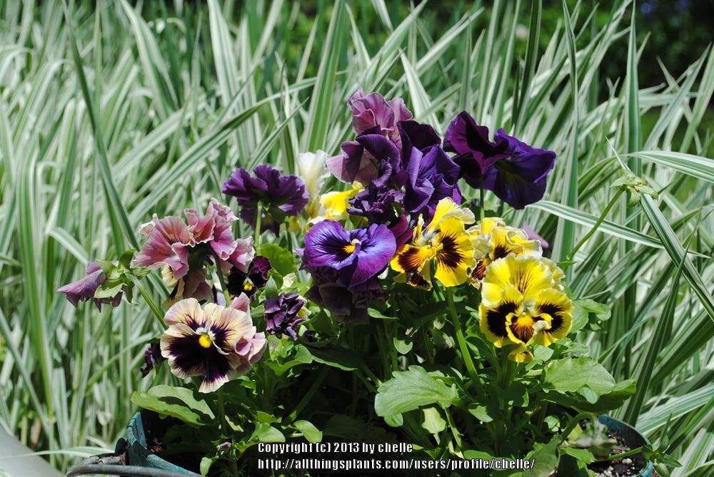 Photo of Violet (Viola cornuta 'Frizzle Sizzle Mix') uploaded by chelle
