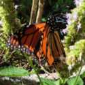The Truth About Butterflies and Buddleja vs. Native Plants