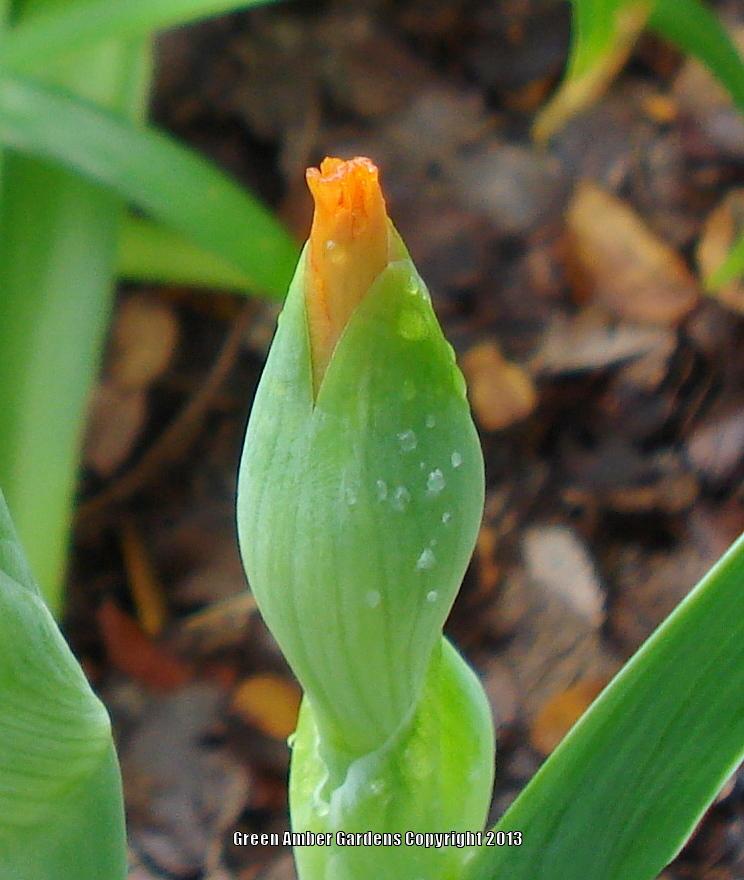 Photo of Tall Bearded Iris (Iris 'Orange Harvest') uploaded by lovemyhouse