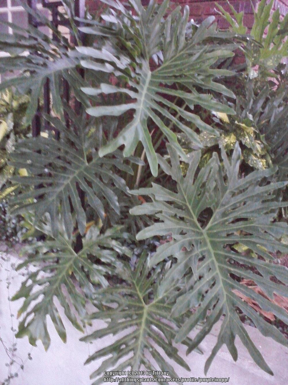 Photo of Tree Philodendron (Thaumatophyllum bipinnatifidum) uploaded by purpleinopp