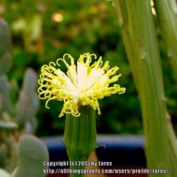 Location: At our garden - San Joaquin County, CA
Date: 06Nov2013
Yellow curls on Senecio anteuphorbium