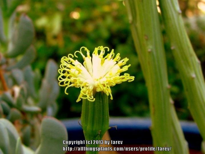 Photo of Senecio (Kleinia anteuphorbium) uploaded by tarev