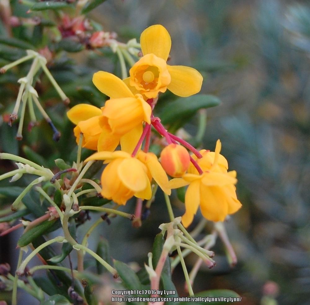 Photo of Rosemary Barberry (Berberis x stenophylla 'Nana Compacta') uploaded by valleylynn