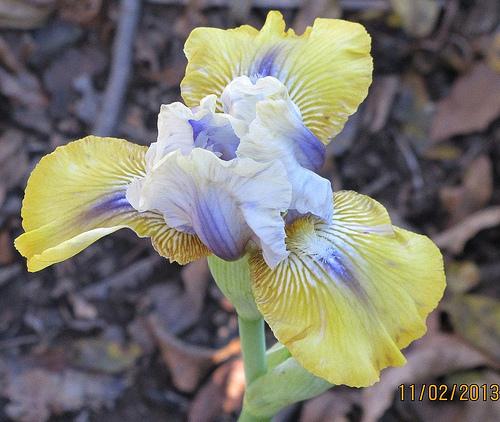 Photo of Intermediate Bearded Iris (Iris 'Double Your Fun') uploaded by Bloombuddie
