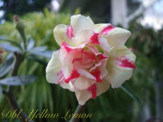 Photo of Desert Rose (Adenium 'Double Yellow Lemon') uploaded by RCanada