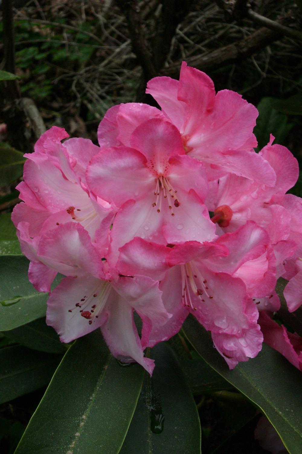 Photo of Rhododendron 'Lem's Monarch' uploaded by RCanada