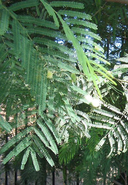 Photo of Berlandier Acacia (Senegalia berlandieri) uploaded by robertduval14