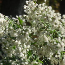 Location: Northeastern, Texas
Date: November
Bloom of female plant