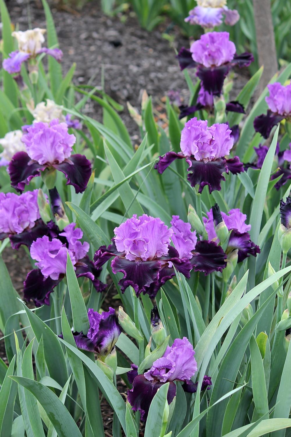 Photo of Tall Bearded Iris (Iris 'Strut') uploaded by ARUBA1334