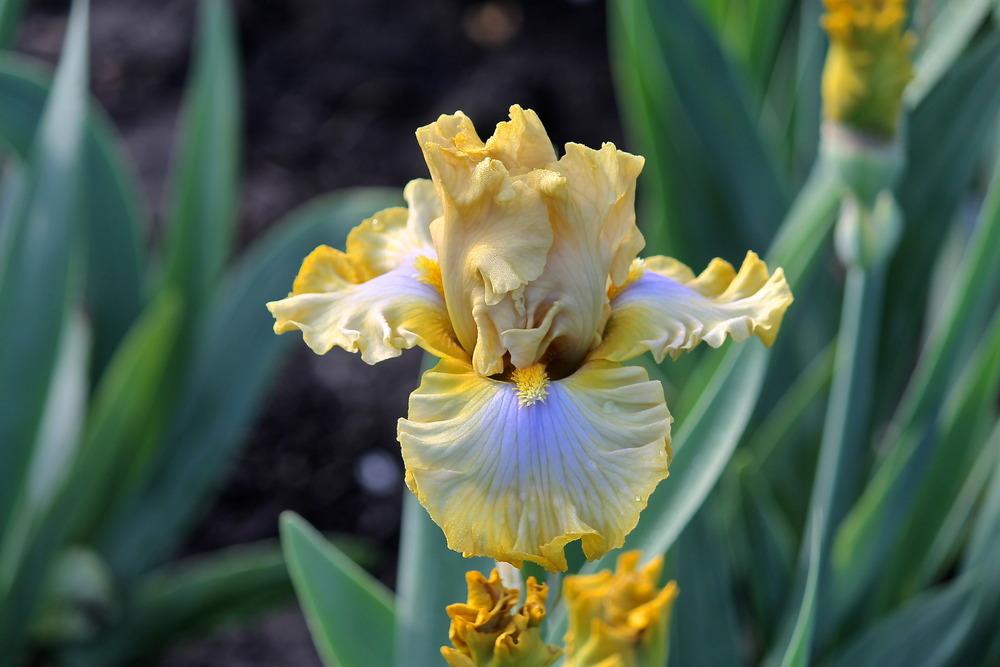 Photo of Tall Bearded Iris (Iris 'Scandinavian Gal') uploaded by ARUBA1334