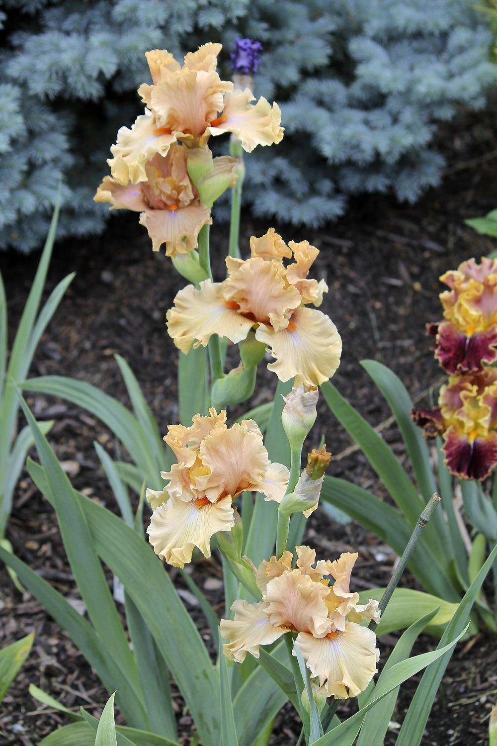 Photo of Tall Bearded Iris (Iris 'Apricot Already') uploaded by ARUBA1334