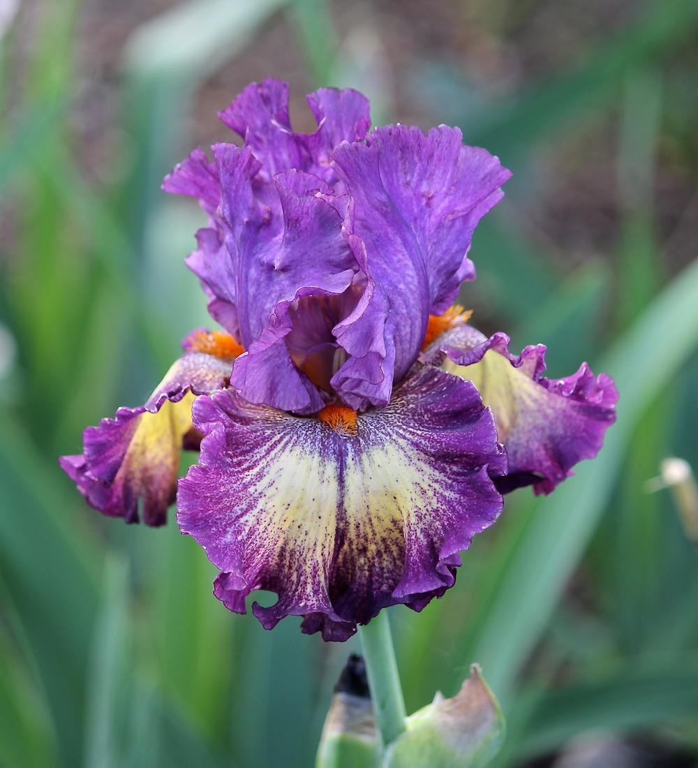 Photo of Tall Bearded Iris (Iris 'Out of the Dark') uploaded by ARUBA1334