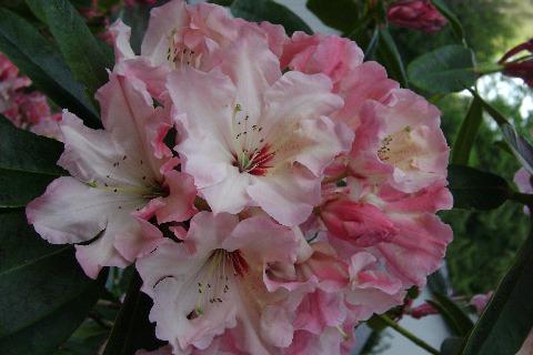 Photo of Rhododendron 'Lem's Cameo' uploaded by RCanada
