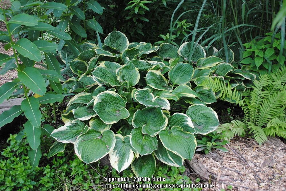 Photo of Hosta 'Parasol' uploaded by chelle