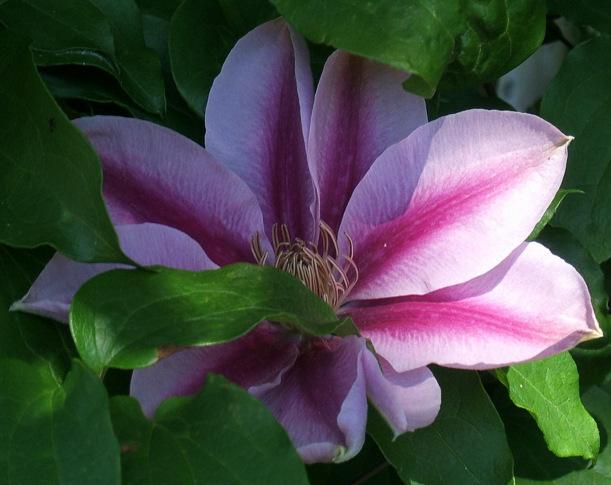 Photo of Clematis 'Fireworks' uploaded by pirl