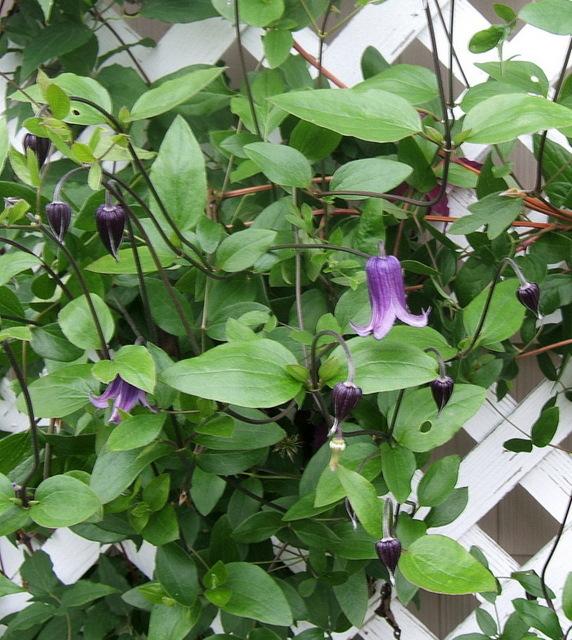 Photo of Clematis 'Roguchi' uploaded by pirl
