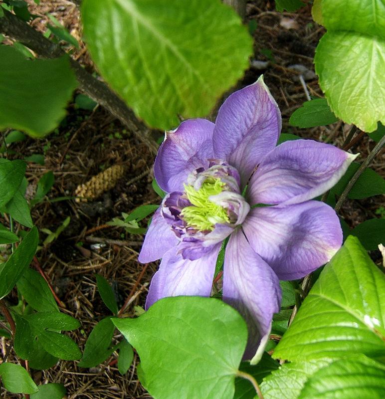 Photo of Clematis Blue Light™ uploaded by pirl