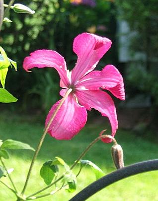 Photo of Clematis (Clematis viticella 'Madame Julia Correvon') uploaded by pirl