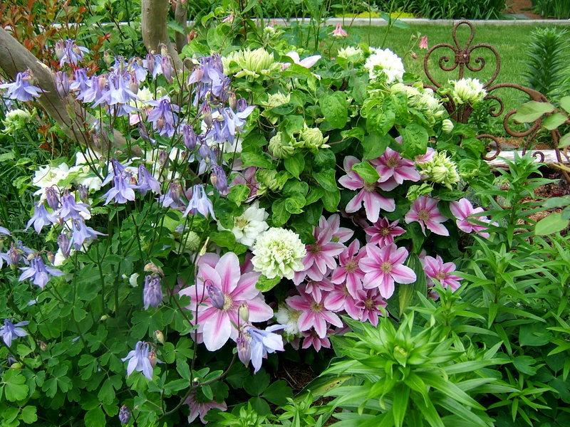 Photo of Clematis 'Fireworks' uploaded by pirl