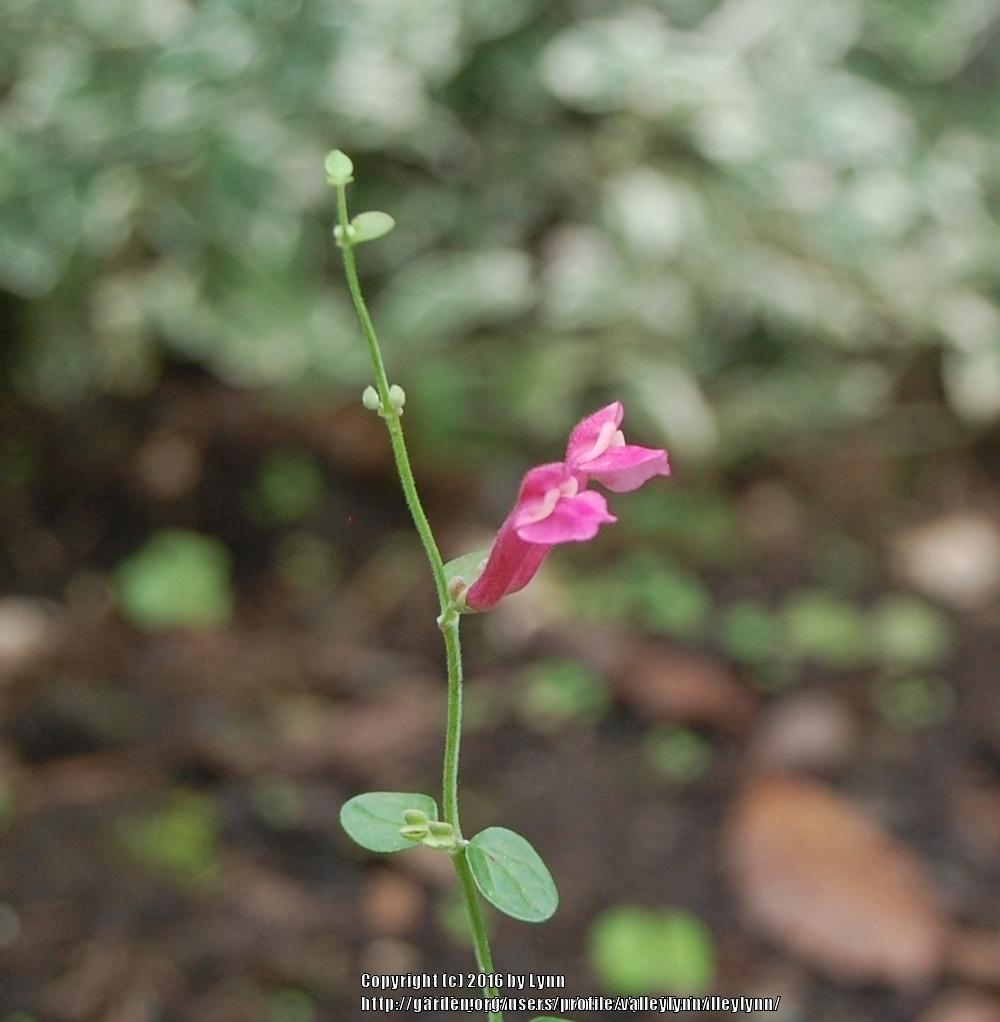 Photo of Pink Texas Skullcap (Scutellaria suffrutescens) uploaded by valleylynn