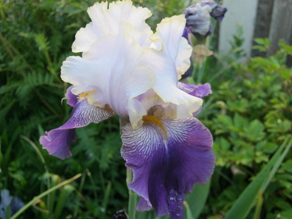 Photo of Tall Bearded Iris (Iris 'Slovak Prince') uploaded by Irislady