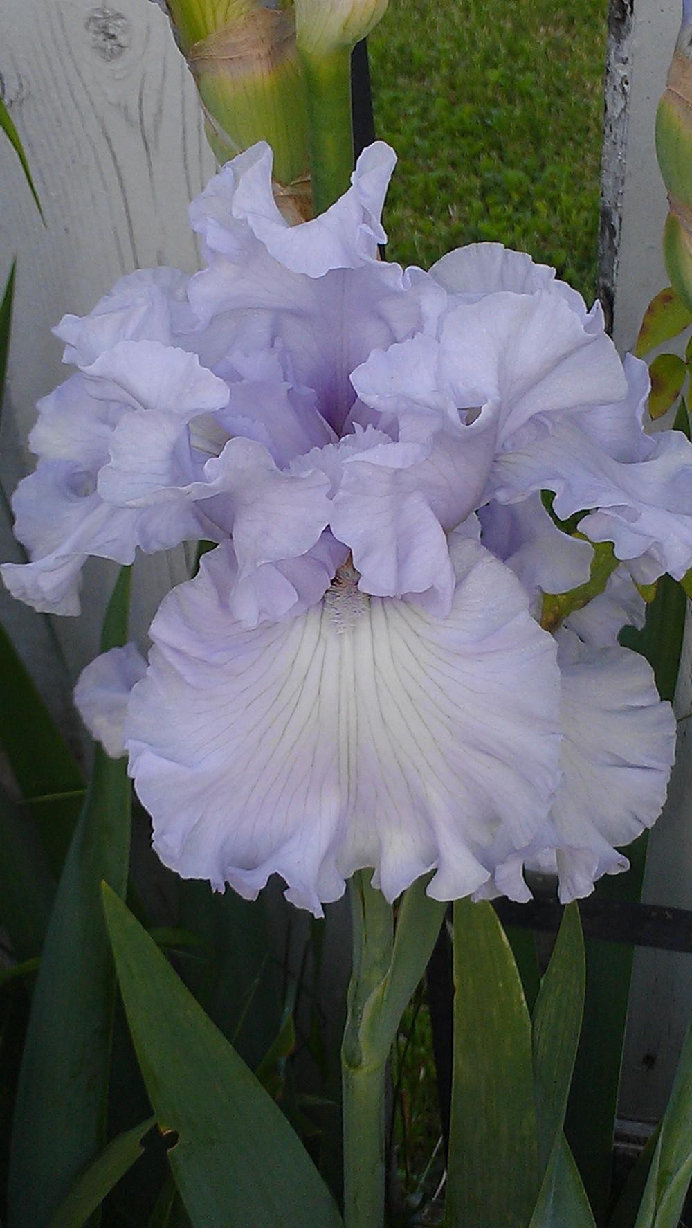 Photo of Tall Bearded Iris (Iris 'Silverado') uploaded by Irislady