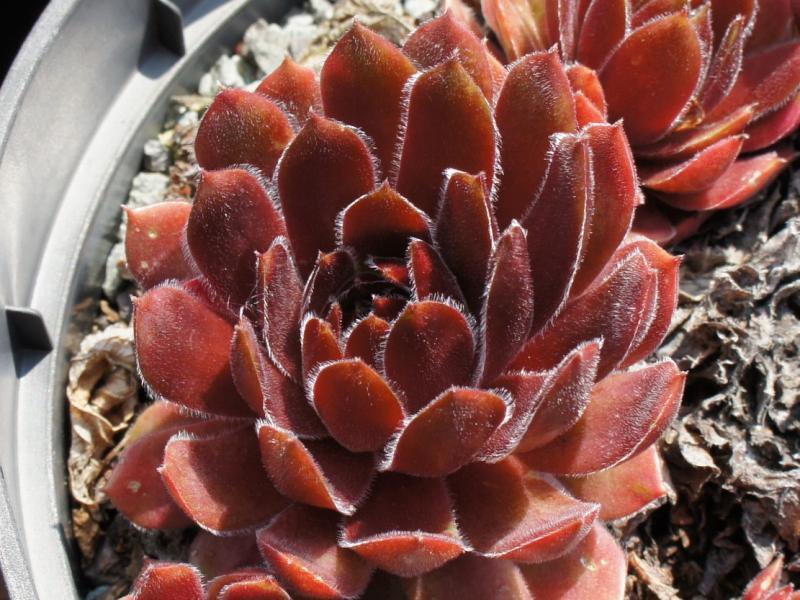 Photo of Hen and Chicks (Sempervivum 'Director Jacobs') uploaded by banker07