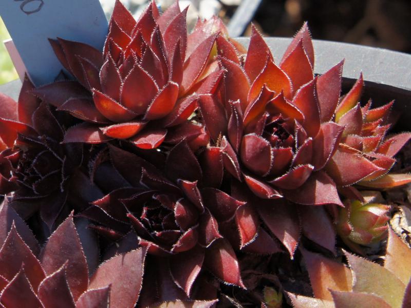 Photo of Hen and Chicks (Sempervivum 'Diavolo') uploaded by banker07