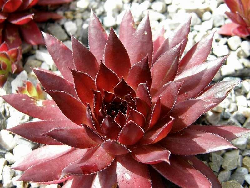 Photo of Hen and Chicks (Sempervivum 'Diavolo') uploaded by banker07
