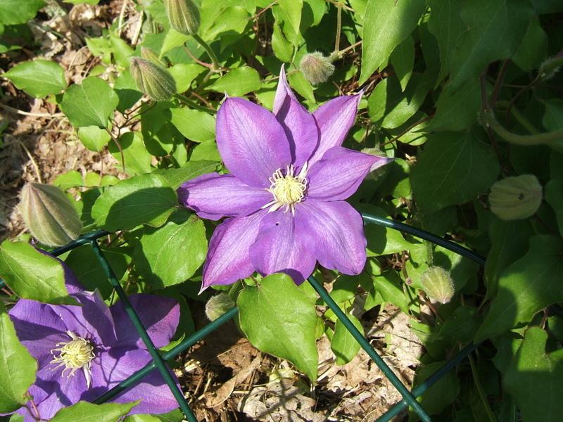 Photo of Clematis 'Will Goodwin' uploaded by pirl