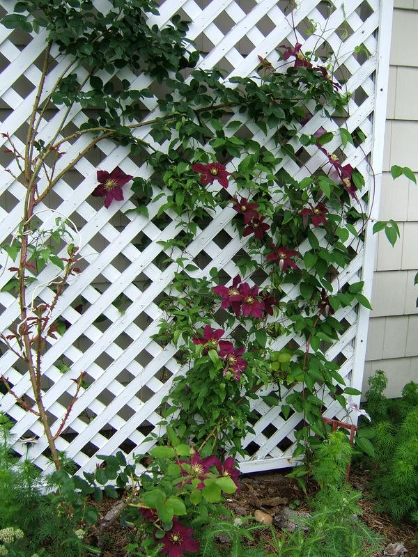 Photo of Clematis 'Niobe' uploaded by pirl