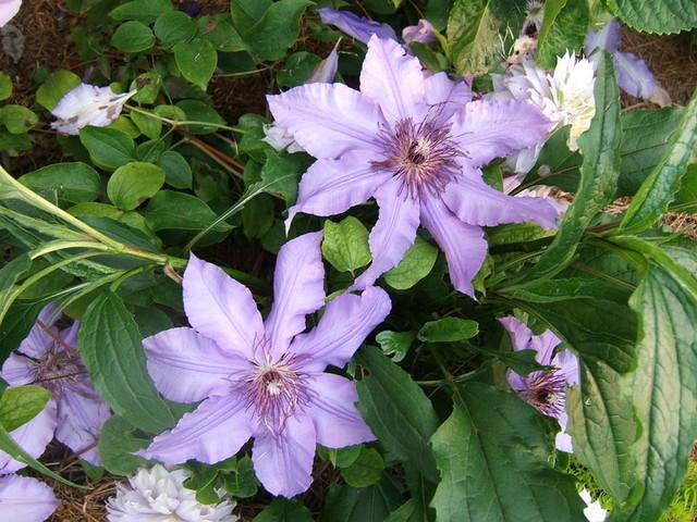 Photo of Clematis Still Waters™ uploaded by pirl