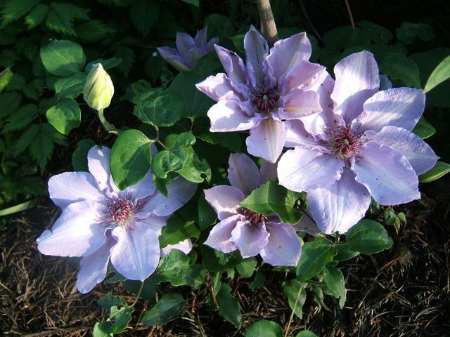 Photo of Clematis Still Waters™ uploaded by pirl