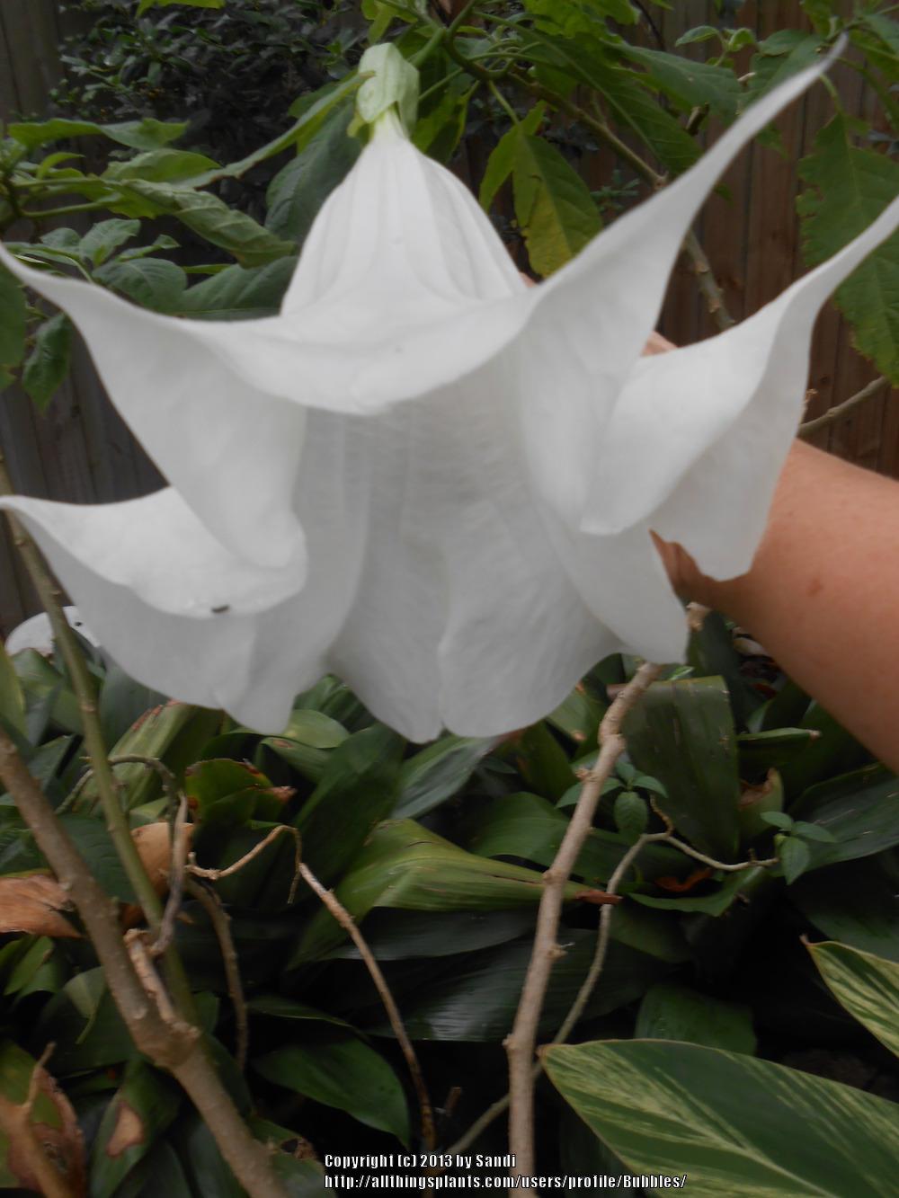 Photo of Angel Trumpet (Brugmansia 'UConn Treasure') uploaded by Bubbles