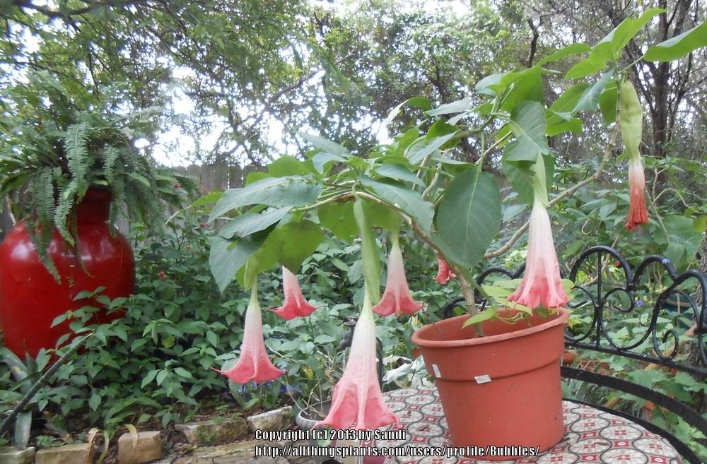 Photo of Angel's Trumpet (Brugmansia 'Eternity') uploaded by Bubbles