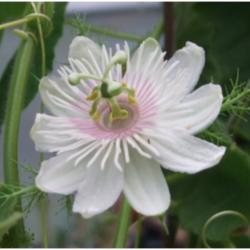 Location: British Columbia
Date: July 2013
Cotton Leaf Passiflora (seed from Xeo)