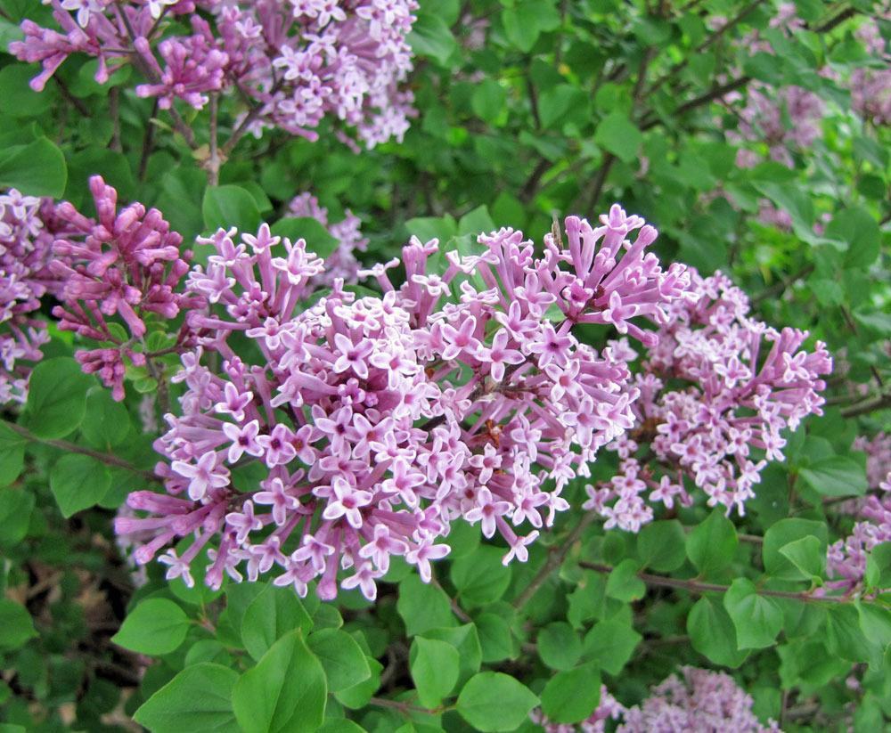 Photo of Dwarf Korean Lilac (Syringa pubescens subsp. pubescens) uploaded by TBGDN