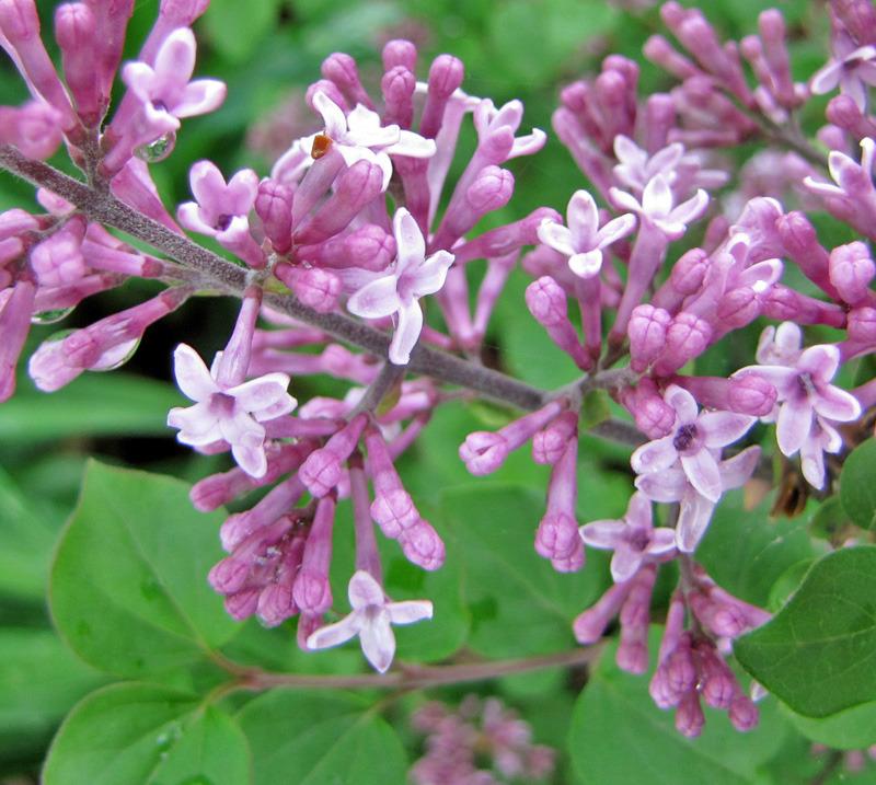 Photo of Dwarf Korean Lilac (Syringa pubescens subsp. pubescens) uploaded by TBGDN