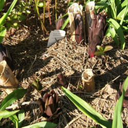Location: Belmont garden
Date: 2013-0425
As the bulbs emerge. You can see the old stalks from 2012.